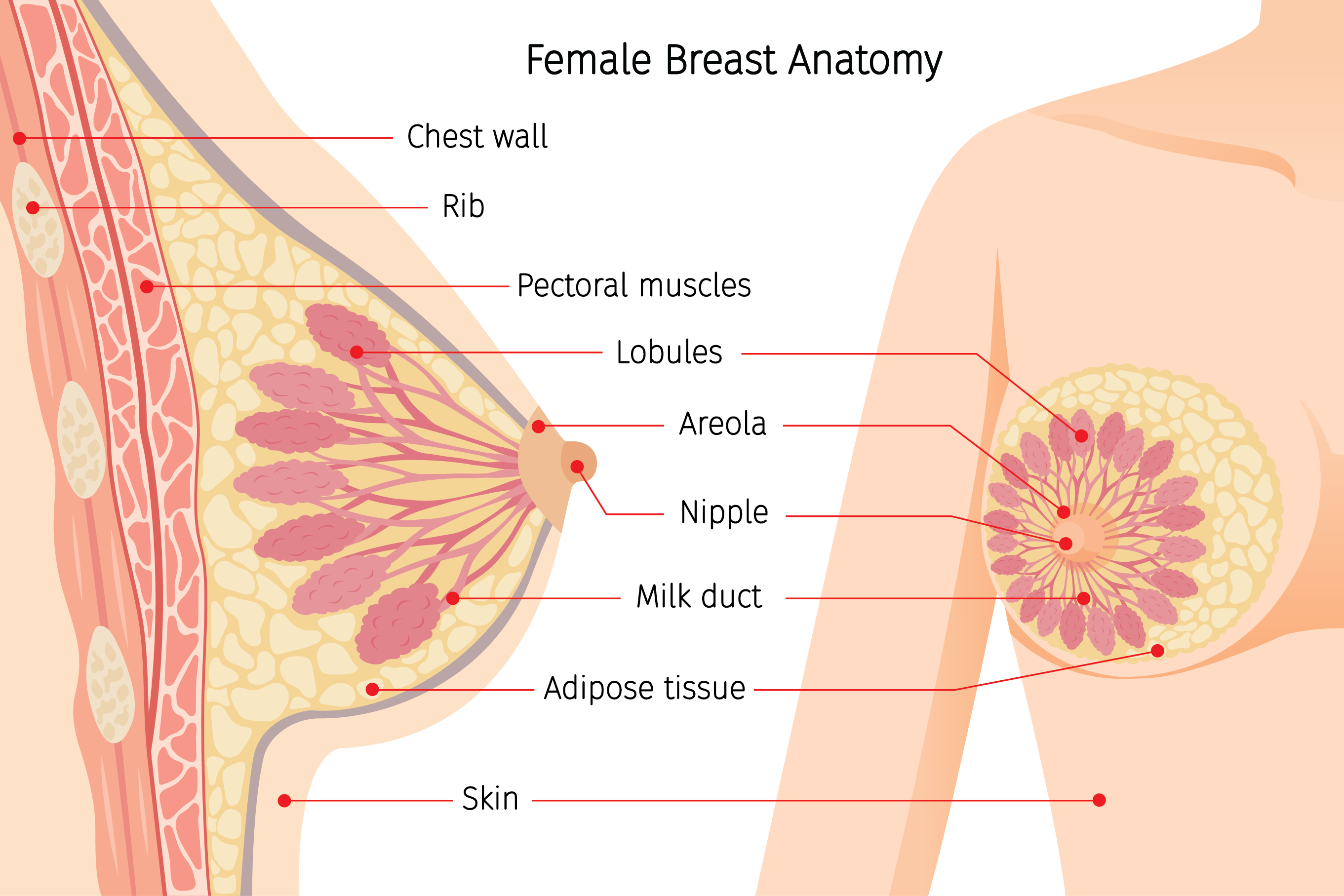 parts of outer breasts